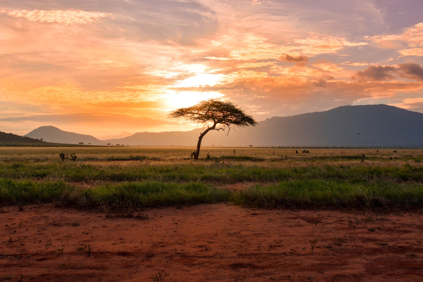 Elephants walking beneath baobab trees in Tarangire National Park